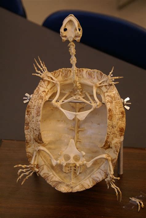Turtle Skeleton Fossil Free Photo On Pixabay Pixabay