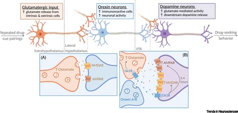 Orexin Hypocretin And Addiction Trends In Neurosciences