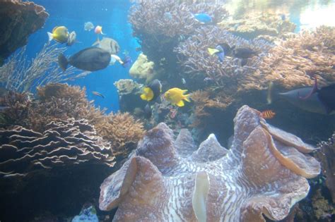 Waikiki Aquarium A Cant Miss Activity For Families In Honolulu
