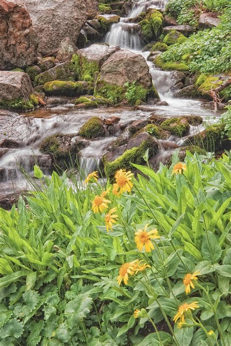 Stream And Wildflowers Photograph By Douglas Pulsipher Fine Art America