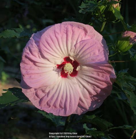 Photo Of The Bloom Of Hybrid Hardy Hibiscus Hibiscus Tie Dye Posted