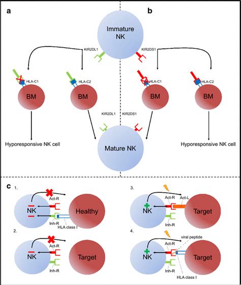 Nk Cell Education And Activation Pathways Nk Cell Education Can Be