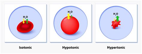 Maybe you would like to learn more about one of these? What Happens When A Cell Is Placed In A Hypotonic Solution ...