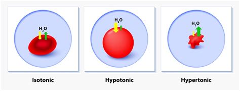 Feb 06, 2016 · large vacuoles are common in plant cells. What Happens When A Cell Is Placed In A Hypotonic Solution ...
