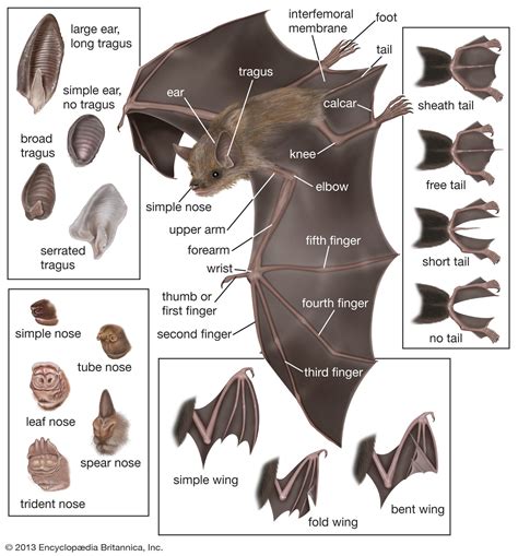 Bat Microchiropteran Bat Anatomy Bat Mammal Bat Species