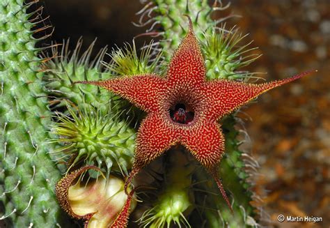 Most cacti feature thick photosynthetic stems and leaves that are modified as spines. Huernia pillansii flower | Flickr - Photo Sharing!