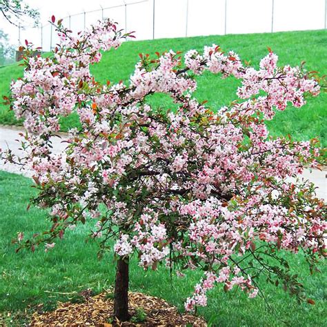 Pink Princess Crabapple — Affordable Trees