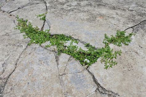 Weeds In Sidewalk Cracks Stock Image Image Of Cracks 113202237