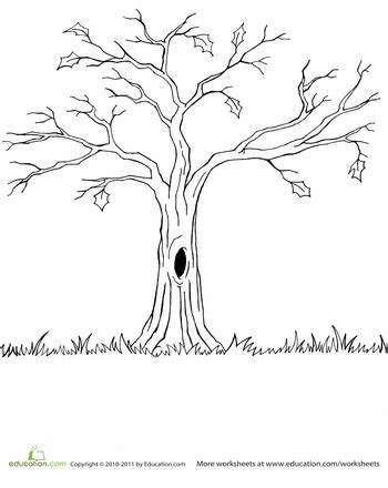 Bare Tree Worksheet Education Tree Drawing Tree Coloring