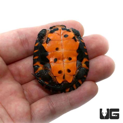 Baby Kwangtung River Turtle Underground Reptiles
