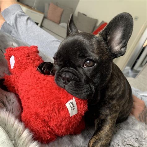 Check out our french bulldog chart selection for the very best in unique or custom, handmade pieces from our shops. Puppy growth chart Livvy-Beau, French bulldog, Female