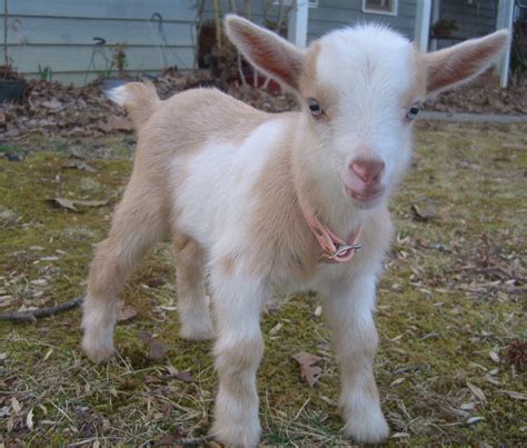 Cute Overload 2 Baby Goat Tries To Baa Shinyshiny