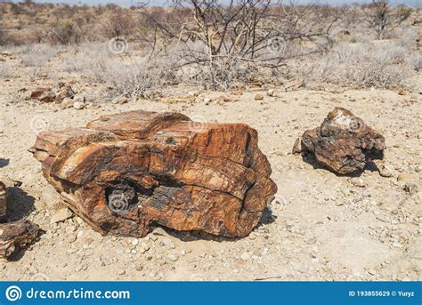 Petrified Tree Remains Stock Image Image Of Tree Mineral 193855629