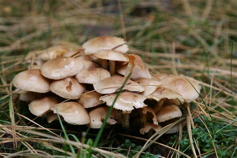 Mushrooms Of The Pacific Northwest Flickr Photo Sharing