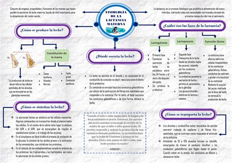 Mapa Conceptual Res Men Del Tema Fisiolog A De La Lactancia Materna La Lactancia Es Un