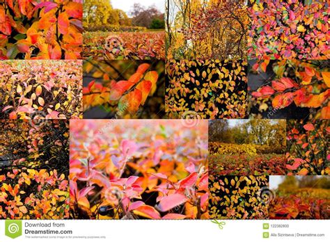 Autumn Collage Showing Different Autumn Pictures Colorful