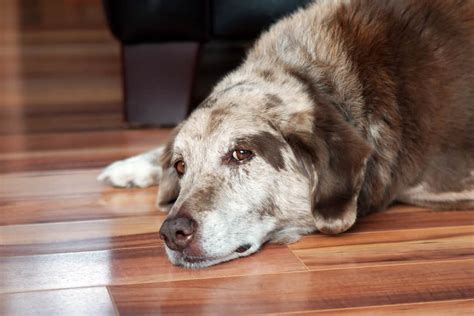 Lupus In Dogs Symptoms Diagnosis And Treatment Betterpet