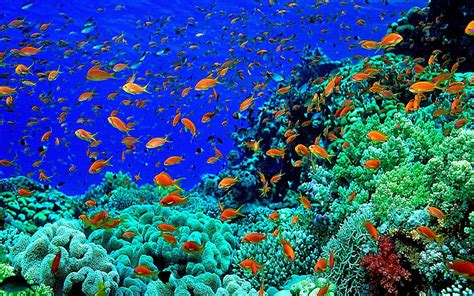 37 Colorful Underwater Fish Wallpaper