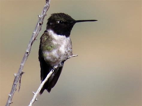 Black Chinned Hummingbird Ebird