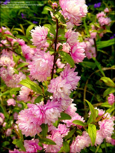 Find this pin and more on shrubs by mary ann parkhurst. PlantFiles Pictures: Prunus, Dwarf Flowering Almond, Pink ...