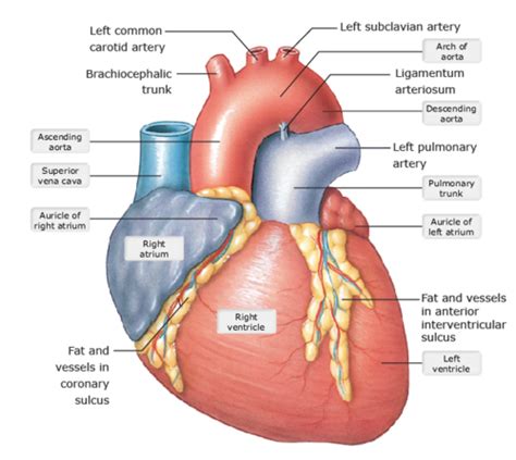 Exercise 27 Heart Function Flashcards Quizlet