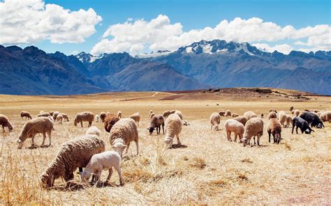 Download Wallpapers Mountains Flock Of Sheep Pasture Peru For
