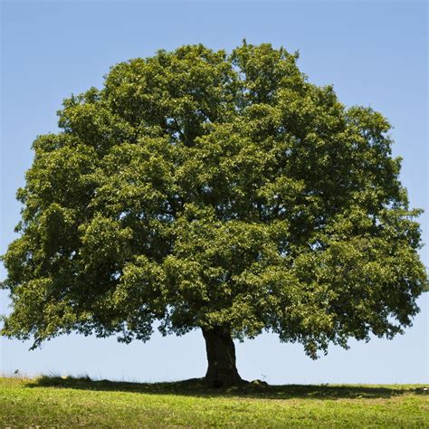 Overcup Oak Tree Plants Trees To Plant Tree