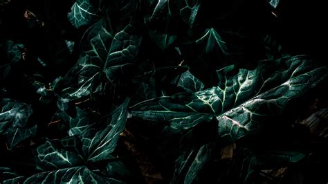 Download Wallpaper 1920x1080 Leaves Green Plant Dark Full Hd Hdtv