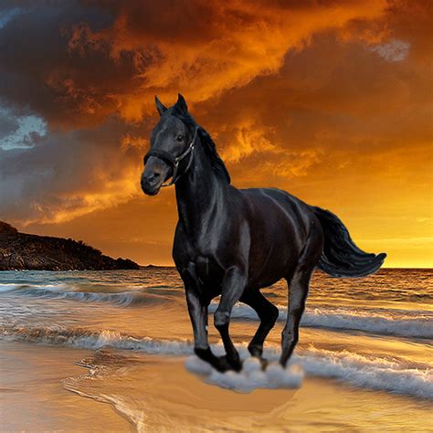 Black Beauty Stallion Horse Image Free Stock Photo Public Domain