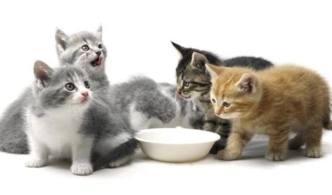 10 Makanan Kucing Yang Bagus Untuk Kesehatan Id