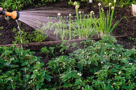 Watering A To Z Everything You Need To Know About Watering Your Garden