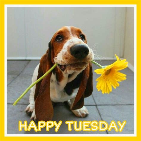 Happy Tuesday Cute Puppies Puppies Cute Dogs