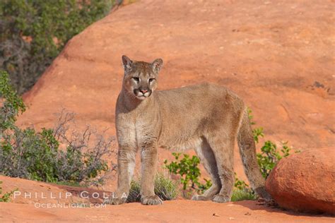 Mountain Lion Puma Concolor 12349 Natural History Photography
