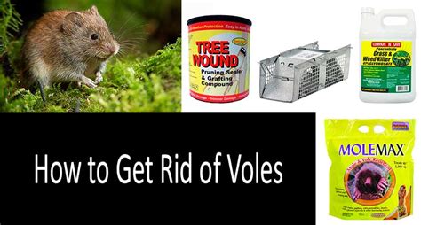 Voles frequently damage the young trees and woody ornamentals. How to get rid of voles: 10 best vole traps, repellents ...