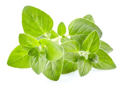 Oregano Leaves In Closeup Stock Image Image Of Herbal 112646537