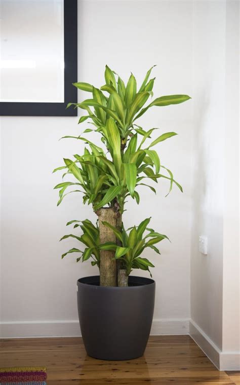 Floor standing specimens for interior greenscapes at home or the office. 5 big and beautiful indoor plants | Large indoor plants ...