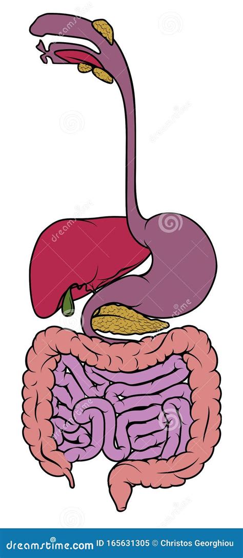 Gastrointestinal Tract Digestive Gut Diagram Stock Vector