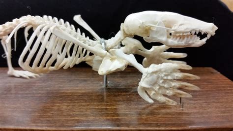 Skeletal Morphology And Locomotion Biomechanics The Mammal Lab