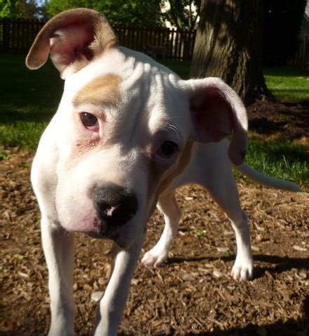 Personality, temperament, energy, comfort with kids and other animals, medical needs and more. American Bulldog - Louie | Mid-America Bully Breed Rescue