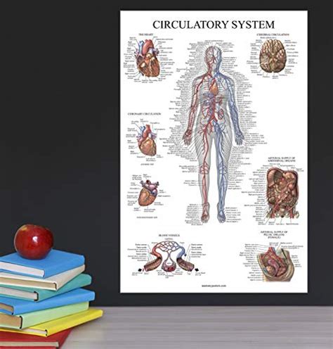 10 Pack Anatomy Posters Paper Not Laminated Muscular Skeletal