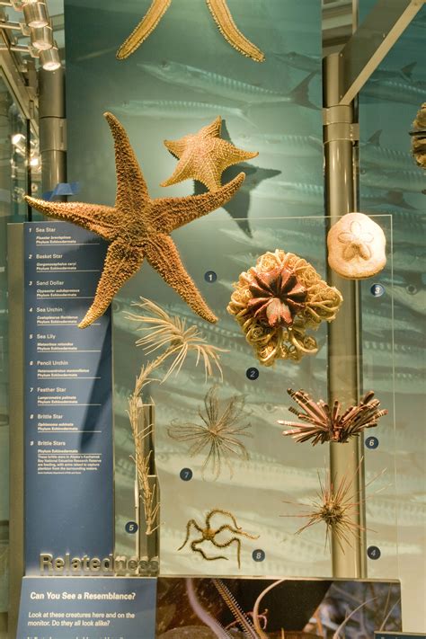 Starfish Smithsonian Institution