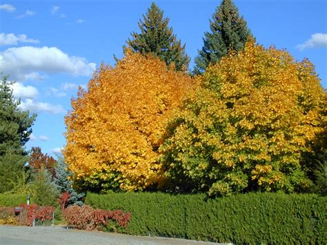 Trees Of Santa Cruz County Acer Platanoides Norway Maple