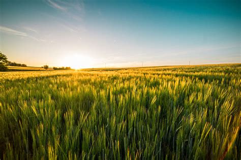 Sunset Over The Wheat Field Free Stock Photo Picjumbo