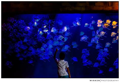 The audubon commission hosted a public information session on wednesday, march 31, 2021 regarding the upcoming renovation of audubon aquarium of the americas. New Orleans Audubon Aquarium of the Americas family photography - Kansas City Photographer ...