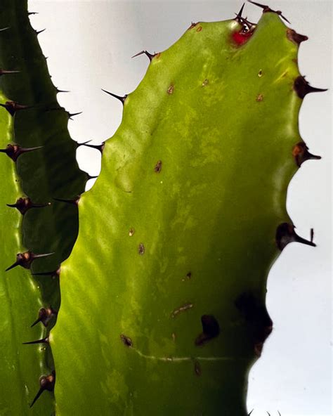 Euphorbia Acruensis Cactus Perfect Plants