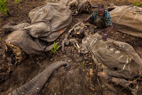 100000 Elephants Killed By Poachers In Just Three Years Landmark