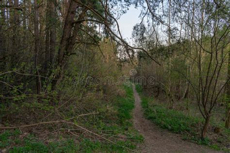 Landscape Forest Path Spring Road To The Forest Stock Photo Image Of