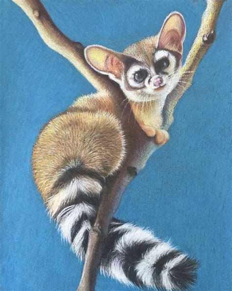 Ringtail Cat Drawing By Dulcie Dee Saatchi Art