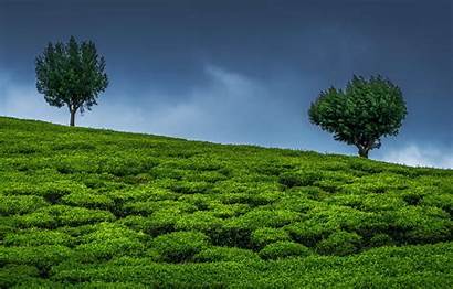 Plantation Tea Trees Wallpapersafari Sky India