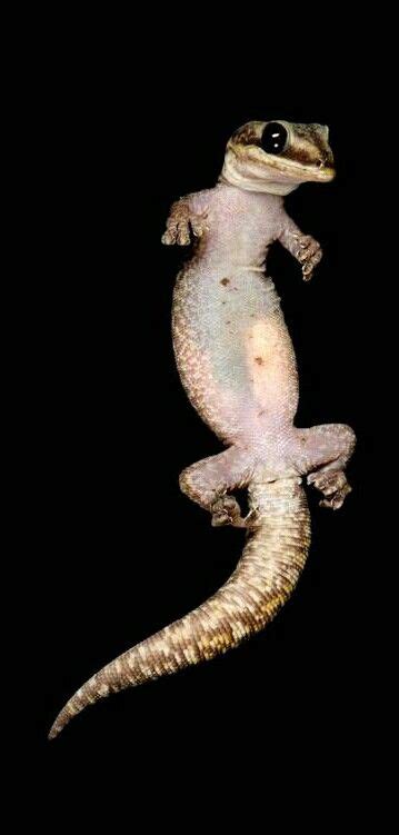 Pregnant Female Australian Velvet Gecko Oedura Monilis Zoo Animals